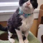 Arturo, il gatto anziano restituito due volte, trova casa dopo il divorzio della sua nuova proprietaria