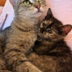 Mila e Luna adottate insieme, mamma gatta non dovrà separarsi dalla sua cucciola