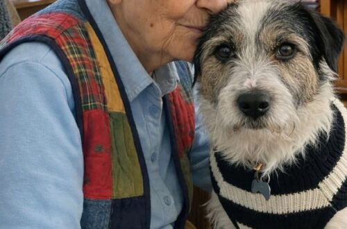 Oliver, cane di quattordici anni lasciato in canile, ha trovato una nuova casa grazie a una persona di novant’anni.