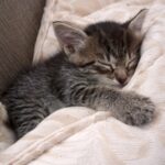 Gattino trovato al freddo viene avvolto in una coperta e si addormenta al sicuro