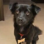 Luna, la cucciola salvata dopo la tempesta e trasferita all’estero con chi l’ha adottata