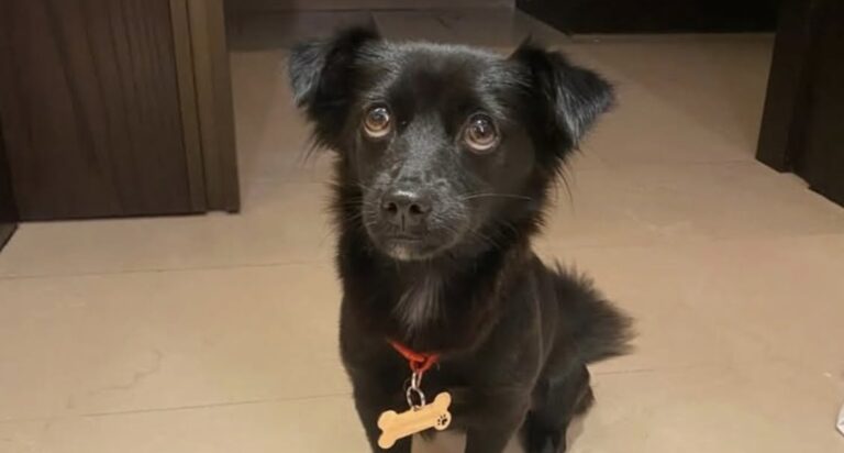 Una cucciola trovata in Indonesia poco prima della partenza è stata curata, adottata e trasferita con la coppia che l’ha salvata. Mancavano poche settimane alla partenza dall’Indonesia, dopo tre anni vissuti nel Paese, quando una coppia ha trovato davanti alla propria porta una piccola cucciola bagnata e tremante. Era appena passata una forte tempesta e l’animale, solo e impaurito, sembrava non avere un posto dove andare. A raccontare la storia sono stati i due giovani che l’hanno soccorsa. I vicini hanno spiegato che la cucciola era stata lasciata lì alcuni giorni prima. Per loro, però, quella presenza non è rimasta a lungo una semplice emergenza da gestire. In poco tempo è diventata Luna, un nome scelto per una nuova compagna di vita. La cucciola Luna trovata dopo la tempesta La coppia non aveva mai avuto un animale domestico, ma non ha esitato. Dopo averla presa in braccio, l’ha sistemata sulla moto e l’ha portata subito dal veterinario. La cucciola era denutrita, fragile e spaventata, ma si lasciava avvicinare con una dolcezza che ha colpito entrambi. La visita ha confermato la necessità di cure e controlli. Luna aveva bisogno di tempo, alimentazione adeguata e attenzione. Da quel momento, la partenza già programmata si è trasformata in una corsa contro il tempo: non si trattava più solo di chiudere una fase della propria vita all’estero, ma di capire come portare con sé anche lei. Documenti, vaccini e viaggio internazionale Il mese successivo è stato dedicato quasi interamente all’organizzazione del trasferimento. Servivano documenti, certificazioni sanitarie, vaccini, controlli veterinari e tutte le procedure previste per un viaggio internazionale con un cane. La coppia ha raccolto informazioni, seguito le indicazioni dei professionisti e affrontato costi imprevisti. Il percorso non è stato semplice, ma l’obiettivo era chiaro: Luna non sarebbe rimasta indietro. Quando è arrivato il giorno della partenza, la cucciola ha viaggiato con loro. Dopo essere comparsa davanti a una porta durante una tempesta, si è ritrovata sull’aereo accanto alle persone che avevano deciso di adottarla e di cambiare i propri piani pur di tenerla al sicuro. Otto mesi dopo il salvataggio Oggi, a otto mesi da quel giorno, Luna sta bene. È cresciuta, ha preso peso e vive stabilmente con la coppia che l’ha salvata. Da 4,2 chili è arrivata a 4,9, restando una cagnolina di piccola taglia ma con un carattere vivace e affettuoso. Per i suoi proprietari non è mai stata considerata “solo” un cane. La chiamano la loro figlia, perché il legame nato in modo improvviso è diventato parte centrale della loro quotidianità. La decisione di soccorrerla, presa in un momento delicato e a ridosso di un trasferimento, si è rivelata definitiva. Luna ha trovato una casa; loro, insieme a lei, hanno portato via dall’Indonesia molto più di un ricordo.