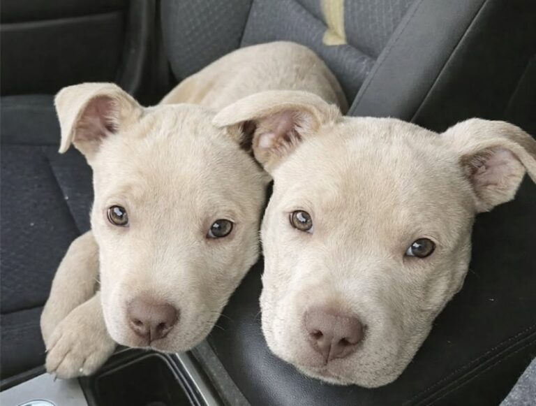 Copper e Scout, due cuccioli abbandonati nel Texas rurale, sono stati soccorsi dopo essere stati trovati affamati e spaventati.
