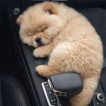 Trova un cucciolo sotto una macchina al freddo: oggi dorme al sicuro sul divano di casa