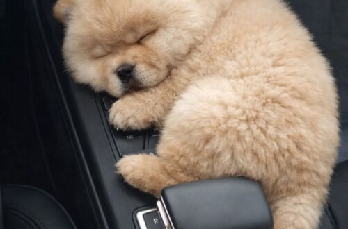 Trova un cucciolo sotto una macchina al freddo: oggi dorme al sicuro sul divano di casa Un cucciolo dal pelo dorato è stato trovato tremante sotto un’auto e portato al sicuro: ora vive in una casa piena di cure. Era nascosto sotto una macchina, rannicchiato in uno spazio stretto, come se quello fosse l’unico riparo possibile dal freddo e dai rumori della strada. Un cucciolo dal pelo dorato, piccolo e spaventato, cercava di farsi invisibile in un mondo troppo grande per lui. Chi lo ha visto ha capito subito che non si trattava solo di paura. Il cane tremava, aveva il corpo contratto e lo sguardo stanco, diviso tra l’istinto di scappare e il bisogno disperato di essere aiutato. Restare lì significava continuare a rischiare, ma avvicinarlo richiedeva pazienza. Il primo tentativo non è stato semplice. Quando una mano si è allungata verso di lui, il cucciolo si è ritratto, diffidente. Una reazione comprensibile per un animale probabilmente abituato alla solitudine, al freddo e all’incertezza. Poi, lentamente, qualcosa è cambiato. Un passo alla volta, ha smesso di arretrare e si è lasciato avvicinare. Il cucciolo trovato sotto una macchina e portato al sicuro Il contatto è arrivato senza forzature. Il piccolo cane si è stretto alla persona che lo aveva soccorso, ancora scosso dal freddo, ma meno rigido. Il suo corpo continuava a tremare, mentre il respiro iniziava a farsi più regolare. In quel momento non servivano grandi gesti. Bastavano calore, calma e una presenza sicura per fargli capire che il pericolo era passato. Quel cucciolo, rimasto fino a poco prima nascosto sotto un’auto, aveva iniziato a fidarsi. Una volta in macchina, non ha scelto il sedile né uno spazio comodo. Si è infilato nella console centrale, facendosi piccolo, come se avesse ancora bisogno di un angolo stretto per sentirsi protetto. Ma questa volta non era più il rifugio freddo della strada. Era un posto caldo, vicino a una mano pronta a rassicurarlo. Il sonno nella console centrale dopo la paura Il cucciolo si è addormentato quasi subito. Incastrato tra i comandi dell’auto, con il respiro finalmente più tranquillo, ha trovato il primo momento di pace dopo chissà quanto tempo passato a cercare riparo. Quella scena ha raccontato molto della sua condizione. Non cercava più di fuggire. Non si agitava. Non provava a nascondersi per paura. Restava lì, immobile e stanco, come se avesse capito di potersi concedere almeno qualche minuto di riposo. Per chi lo aveva raccolto, quel viaggio è diventato il primo passo verso una nuova vita. Non era più soltanto un cucciolo trovato per caso sotto una macchina. Era una presenza fragile da proteggere, un animale che aveva scelto di fidarsi nel momento in cui ne aveva più bisogno. Una nuova casa dopo il freddo della strada Oggi quel cane non dorme più sotto le auto né cerca riparo in spazi stretti. Ha una casa, un nome, un divano su cui riposare e carezze quotidiane. La paura dei primi momenti è rimasta solo nel ricordo di quel salvataggio. La sua trasformazione è iniziata con gesti semplici: fermarsi, abbassarsi, aspettare, non forzare il contatto, portarlo al caldo. Un intervento concreto, arrivato nel momento giusto, che ha cambiato il destino di un animale in difficoltà. Il piccolo cane dorato che tremava sotto una macchina ha trovato finalmente un posto sicuro. E chi lo ha accolto ha scoperto quanto un incontro inatteso possa cambiare non solo la vita di un animale, ma anche quella di chi decide di non voltarsi dall’altra parte.