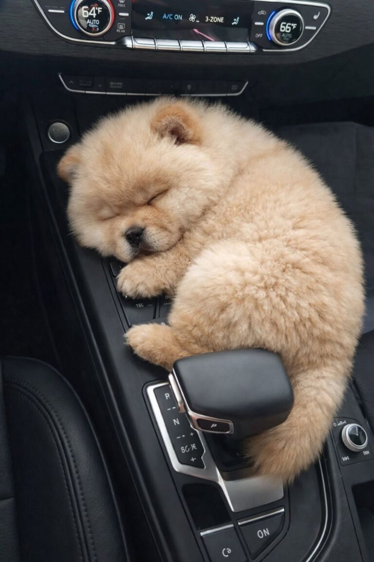 Trova un cucciolo sotto una macchina al freddo: oggi dorme al sicuro sul divano di casa Un cucciolo dal pelo dorato è stato trovato tremante sotto un’auto e portato al sicuro: ora vive in una casa piena di cure. Era nascosto sotto una macchina, rannicchiato in uno spazio stretto, come se quello fosse l’unico riparo possibile dal freddo e dai rumori della strada. Un cucciolo dal pelo dorato, piccolo e spaventato, cercava di farsi invisibile in un mondo troppo grande per lui. Chi lo ha visto ha capito subito che non si trattava solo di paura. Il cane tremava, aveva il corpo contratto e lo sguardo stanco, diviso tra l’istinto di scappare e il bisogno disperato di essere aiutato. Restare lì significava continuare a rischiare, ma avvicinarlo richiedeva pazienza. Il primo tentativo non è stato semplice. Quando una mano si è allungata verso di lui, il cucciolo si è ritratto, diffidente. Una reazione comprensibile per un animale probabilmente abituato alla solitudine, al freddo e all’incertezza. Poi, lentamente, qualcosa è cambiato. Un passo alla volta, ha smesso di arretrare e si è lasciato avvicinare. Il cucciolo trovato sotto una macchina e portato al sicuro Il contatto è arrivato senza forzature. Il piccolo cane si è stretto alla persona che lo aveva soccorso, ancora scosso dal freddo, ma meno rigido. Il suo corpo continuava a tremare, mentre il respiro iniziava a farsi più regolare. In quel momento non servivano grandi gesti. Bastavano calore, calma e una presenza sicura per fargli capire che il pericolo era passato. Quel cucciolo, rimasto fino a poco prima nascosto sotto un’auto, aveva iniziato a fidarsi. Una volta in macchina, non ha scelto il sedile né uno spazio comodo. Si è infilato nella console centrale, facendosi piccolo, come se avesse ancora bisogno di un angolo stretto per sentirsi protetto. Ma questa volta non era più il rifugio freddo della strada. Era un posto caldo, vicino a una mano pronta a rassicurarlo. Il sonno nella console centrale dopo la paura Il cucciolo si è addormentato quasi subito. Incastrato tra i comandi dell’auto, con il respiro finalmente più tranquillo, ha trovato il primo momento di pace dopo chissà quanto tempo passato a cercare riparo. Quella scena ha raccontato molto della sua condizione. Non cercava più di fuggire. Non si agitava. Non provava a nascondersi per paura. Restava lì, immobile e stanco, come se avesse capito di potersi concedere almeno qualche minuto di riposo. Per chi lo aveva raccolto, quel viaggio è diventato il primo passo verso una nuova vita. Non era più soltanto un cucciolo trovato per caso sotto una macchina. Era una presenza fragile da proteggere, un animale che aveva scelto di fidarsi nel momento in cui ne aveva più bisogno. Una nuova casa dopo il freddo della strada Oggi quel cane non dorme più sotto le auto né cerca riparo in spazi stretti. Ha una casa, un nome, un divano su cui riposare e carezze quotidiane. La paura dei primi momenti è rimasta solo nel ricordo di quel salvataggio. La sua trasformazione è iniziata con gesti semplici: fermarsi, abbassarsi, aspettare, non forzare il contatto, portarlo al caldo. Un intervento concreto, arrivato nel momento giusto, che ha cambiato il destino di un animale in difficoltà. Il piccolo cane dorato che tremava sotto una macchina ha trovato finalmente un posto sicuro. E chi lo ha accolto ha scoperto quanto un incontro inatteso possa cambiare non solo la vita di un animale, ma anche quella di chi decide di non voltarsi dall’altra parte.