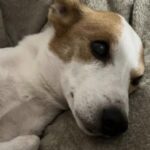 Max adottato a 14 anni compie 20 anni: il cane che ha smentito ogni previsione