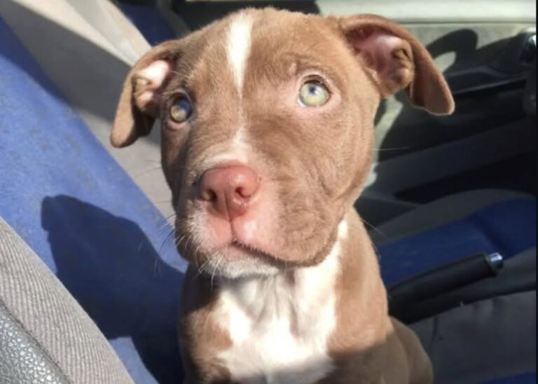 Un cane appena adottato ha lasciato il rifugio senza sapere che quel tragitto lo stava portando verso una famiglia.