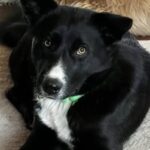 Roger torna tre volte al rifugio, poi viene adottato dalla famiglia che lo aveva sempre accolto