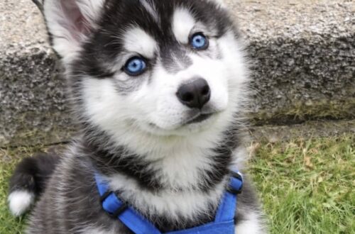 Findlay James scomparso da quasi cinque settimane, l’appello della famiglia Findlay James, cane dagli occhi azzurri, manca da quasi cinque settimane: la famiglia chiede informazioni per ritrovarlo. Sono passate quasi cinque settimane dalla scomparsa di Findlay James, un cane dagli occhi azzurri che la sua famiglia considera parte essenziale della propria vita. L’appello arriva da chi lo ha visto nascere, crescere e diventare, per quattordici anni, una presenza quotidiana e insostituibile. Il dolore è quello di chi non sa ancora se potrà rivederlo. Il tempo trascorso senza notizie rende più difficile mantenere viva la speranza, ma la famiglia continua a chiedere informazioni, anche minime, a chiunque possa averlo visto o sappia qualcosa. L’appello per Findlay James Findlay James non era soltanto un cane di casa. Per la persona che ha diffuso il messaggio, era un “figlio”, chiamato così dal primo giorno. Il legame era iniziato ancora prima della nascita, quando il cucciolo cresceva nel ventre della madre, Shenzi-Leigh. Poi il parto, il primo contatto, gli anni condivisi. Quattordici anni in cui Findlay James è stato parte della famiglia, fino alla scomparsa che ha lasciato un vuoto profondo. Nel messaggio, la famiglia si rivolge direttamente a lui con parole di dolore e attesa: “Sappi che il mio cuore e la mia anima ti accompagnano ovunque tu sia, piccolo mio.” Una frase che racconta la difficoltà di accettare un’assenza senza risposte. Cinque settimane senza notizie Lunedì saranno cinque settimane da quando Findlay James non è più con la sua famiglia. Un periodo lungo, durante il quale ogni segnalazione può diventare importante. Chi lo cerca non esclude ancora la possibilità di ricevere notizie e invita chiunque abbia informazioni a farsi avanti. “Se qualcuno ha la minima informazione, anche adesso, per favore, contattatemi”, si legge nell’appello. La richiesta è semplice: controllare, segnalare, non ignorare eventuali avvistamenti o dettagli che possano aiutare a ricostruire i suoi spostamenti. Nei casi di animali smarriti, il passare dei giorni rende più complessa la ricerca, ma non la rende inutile. Molti cani possono allontanarsi, essere raccolti da qualcuno, finire in rifugio o essere visti da persone che non conoscono la loro storia. Il ruolo dei rifugi e delle segnalazioni L’appello della famiglia richiama anche l’attenzione sui rifugi. Un cane smarrito o separato dai propri proprietari può essere portato in una struttura, soprattutto se trovato da chi non riesce a risalire subito alla famiglia. Per questo è importante controllare periodicamente i rifugi della zona, condividere le informazioni utili e prestare attenzione agli animali trovati o segnalati. Una fotografia, un dettaglio sul mantello, il colore degli occhi o una semplice comunicazione possono fare la differenza. La famiglia di Findlay James continua ad aspettare. Il dolore resta forte, ma insieme alla nostalgia c’è ancora la volontà di sapere. Ritrovarlo, o almeno avere una risposta, è il desiderio che sostiene un appello nato da quattordici anni di amore e da quasi cinque settimane di silenzio.