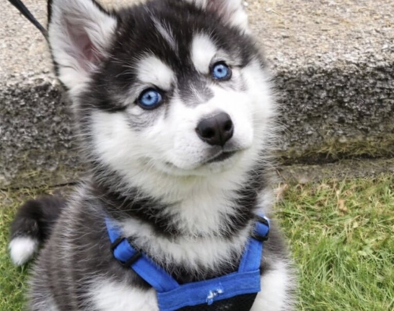 Findlay James scomparso da quasi cinque settimane, l’appello della famiglia Findlay James, cane dagli occhi azzurri, manca da quasi cinque settimane: la famiglia chiede informazioni per ritrovarlo. Sono passate quasi cinque settimane dalla scomparsa di Findlay James, un cane dagli occhi azzurri che la sua famiglia considera parte essenziale della propria vita. L’appello arriva da chi lo ha visto nascere, crescere e diventare, per quattordici anni, una presenza quotidiana e insostituibile. Il dolore è quello di chi non sa ancora se potrà rivederlo. Il tempo trascorso senza notizie rende più difficile mantenere viva la speranza, ma la famiglia continua a chiedere informazioni, anche minime, a chiunque possa averlo visto o sappia qualcosa. L’appello per Findlay James Findlay James non era soltanto un cane di casa. Per la persona che ha diffuso il messaggio, era un “figlio”, chiamato così dal primo giorno. Il legame era iniziato ancora prima della nascita, quando il cucciolo cresceva nel ventre della madre, Shenzi-Leigh. Poi il parto, il primo contatto, gli anni condivisi. Quattordici anni in cui Findlay James è stato parte della famiglia, fino alla scomparsa che ha lasciato un vuoto profondo. Nel messaggio, la famiglia si rivolge direttamente a lui con parole di dolore e attesa: “Sappi che il mio cuore e la mia anima ti accompagnano ovunque tu sia, piccolo mio.” Una frase che racconta la difficoltà di accettare un’assenza senza risposte. Cinque settimane senza notizie Lunedì saranno cinque settimane da quando Findlay James non è più con la sua famiglia. Un periodo lungo, durante il quale ogni segnalazione può diventare importante. Chi lo cerca non esclude ancora la possibilità di ricevere notizie e invita chiunque abbia informazioni a farsi avanti. “Se qualcuno ha la minima informazione, anche adesso, per favore, contattatemi”, si legge nell’appello. La richiesta è semplice: controllare, segnalare, non ignorare eventuali avvistamenti o dettagli che possano aiutare a ricostruire i suoi spostamenti. Nei casi di animali smarriti, il passare dei giorni rende più complessa la ricerca, ma non la rende inutile. Molti cani possono allontanarsi, essere raccolti da qualcuno, finire in rifugio o essere visti da persone che non conoscono la loro storia. Il ruolo dei rifugi e delle segnalazioni L’appello della famiglia richiama anche l’attenzione sui rifugi. Un cane smarrito o separato dai propri proprietari può essere portato in una struttura, soprattutto se trovato da chi non riesce a risalire subito alla famiglia. Per questo è importante controllare periodicamente i rifugi della zona, condividere le informazioni utili e prestare attenzione agli animali trovati o segnalati. Una fotografia, un dettaglio sul mantello, il colore degli occhi o una semplice comunicazione possono fare la differenza. La famiglia di Findlay James continua ad aspettare. Il dolore resta forte, ma insieme alla nostalgia c’è ancora la volontà di sapere. Ritrovarlo, o almeno avere una risposta, è il desiderio che sostiene un appello nato da quattordici anni di amore e da quasi cinque settimane di silenzio.