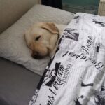 Prima notte in casa per un cane adottato, il riposo segna davvero l’inizio di una nuova vita