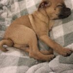 Trova una cucciola sola in mezzo alla strada e decide di portarla a casa
