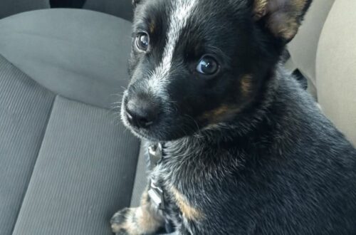 Un cane trovato legato, impaurito e in difficoltà è stato soccorso, visitato dal veterinario e accolto in una casa sicura. Era legato, tremava e guardava chi si avvicinava con occhi pieni di paura. Non abbaiava, non reagiva con forza. Sembrava soprattutto confuso, incapace di capire perché fosse stato lasciato lì, solo, con una corda a impedirgli di muoversi e nessuno accanto a proteggerlo. Chi lo ha trovato si è avvicinato con cautela. In situazioni simili, ogni gesto può fare la differenza: un movimento troppo rapido, una voce troppo alta, un tentativo di contatto forzato rischiano di aumentare il terrore di un animale già provato. Per questo i soccorritori si sono abbassati al suo livello, hanno aspettato che percepisse una presenza non minacciosa e poi hanno sciolto la corda. Da quel momento, per lui, è cominciato un percorso diverso. Cane trovato legato e portato dal veterinario Dopo il recupero, la prima tappa è stata la visita veterinaria. I controlli hanno confermato il timore di chi lo aveva soccorso: il cane arrivava da una storia difficile, segnata da trascuratezza e paura. Il suo stato non raccontava soltanto un episodio isolato, ma un periodo in cui non aveva ricevuto la protezione di cui aveva bisogno. Eppure, nonostante tutto, nel suo sguardo non c’era soltanto timore. C’era anche una forma di fiducia ancora possibile, fragile ma presente. Una disponibilità a lasciarsi aiutare, come se aspettasse solo qualcuno capace di non voltarsi dall’altra parte. La promessa fatta in quel momento è stata semplice: non sarebbe più tornato in una condizione simile. Non sarebbe stato lasciato solo, né costretto a difendersi da una vita che fino a quel momento gli aveva dato troppo poco. Il ritorno verso casa dopo il salvataggio Dopo la visita, il viaggio è proseguito verso casa. Non un rifugio provvisorio, ma un luogo in cui cominciare davvero a ricostruire sicurezza. Per un cane che ha conosciuto paura e abbandono, anche le cose più semplici possono diventare decisive: una coperta morbida, una ciotola piena, una mano che si avvicina senza fare male, una passeggiata lenta senza strattoni. La nuova vita non cancellerà subito ciò che ha vissuto. Serviranno tempo, pazienza e gesti ripetuti ogni giorno. Ma il cambiamento più importante è già avvenuto: non è più solo. Chi lo ha accolto parla di un incontro destinato a lasciare il segno. Un cane trovato in condizioni difficili è diventato, in poche ore, parte di una famiglia. Non più un animale abbandonato ai margini, ma una presenza da proteggere e accompagnare. Il suo passato resta alle spalle. Davanti, adesso, ci sono cure, stabilità e una casa in cui potrà imparare che non tutte le mani feriscono e non tutte le partenze significano abbandono.