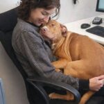 Cane adottato dopo la paura non si separa più da chi gli ha dato una casa