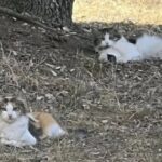 Gattina randagia sparisce per giorni, poi torna alla ciotola di chi la accudiva