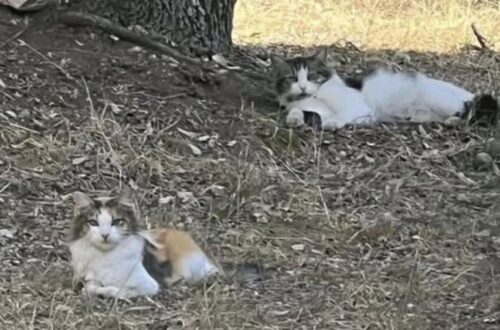 Gattina randagia sparisce per giorni, poi torna alla ciotola di chi la accudiva Callie, gatta randagia sterilizzata dopo mesi di cure, è riapparsa dopo una settimana di assenza insieme ad altri due gatti. Per più di una settimana non si era fatta vedere. Nessun passaggio vicino alle ciotole, nessun rumore familiare, nessuna traccia nei punti in cui era solita comparire. Callie, una gatta tartarugata seguita da mesi da una volontaria, era sparita insieme ad altri due gatti randagi: Harlie e il piccolo Little Bit. La donna, abituata a nutrire quotidianamente un piccolo gruppo di felini senza casa, ha continuato ogni mattina a lasciare il cibo nello stesso punto. Lo faceva con la speranza di rivederli comparire, ma anche con la preoccupazione crescente per un’assenza troppo lunga. La gatta Callie e il piccolo gruppo di randagi Callie era una presenza conosciuta. Una madre attenta, già riuscita a crescere due cuccioli poi messi in stallo e adottati da famiglie disponibili ad accoglierli. Dopo mesi di tentativi, la volontaria era riuscita anche a prenderla per farla sterilizzare, un passaggio fondamentale per contenere nuove cucciolate e tutelare la salute della gatta. Nel gruppo c’era anche Harlie, maschio bianco e nero descritto come particolarmente furbo e difficile da catturare per la sterilizzazione. Ogni tentativo, fino a quel momento, si era concluso con una fuga. Di recente era comparso anche un nuovo micetto, molto piccolo, che Callie aveva iniziato ad accudire come se fosse suo. La volontaria lo aveva chiamato Little Bit, senza sapere ancora se fosse maschio o femmina. Un nome semplice, scelto per dare identità a un animale appena arrivato e già entrato nella routine delle cure quotidiane. Una settimana senza tracce Poi l’assenza improvvisa. Prima un giorno, poi due, poi un’intera settimana senza vedere nessuno dei tre. La donna ha continuato a preparare le ciotole, a controllare la zona e a chiamarli, sperando che fossero solo nascosti o che avessero trovato riparo altrove. Chi si occupa di gatti randagi conosce bene questa incertezza. Gli animali liberi possono spostarsi, cambiare rifugio, restare nascosti per paura o seguire fonti di cibo diverse. Ma quando una presenza abituale scompare di colpo, la preoccupazione diventa inevitabile. Il ritorno davanti alle ciotole La svolta è arrivata una mattina, mentre la volontaria stava sistemando ancora una volta il cibo. Accanto a lei è passato un movimento rapido, il colore inconfondibile del mantello tartarugato. Era Callie. La gatta è tornata senza clamore, andando direttamente verso la ciotola. Stava bene ed era di nuovo nel luogo in cui, per mesi, aveva trovato cibo e attenzione. Per la donna che l’aveva accudita, rivederla è stato un sollievo dopo giorni di attesa e timore. Restano ancora da ritrovare Harlie e Little Bit. La speranza, però, si è riaccesa proprio con il ritorno di Callie. La volontaria continuerà a lasciare cibo e a controllare la zona, confidando che anche gli altri due possano ricomparire. Il rientro della gatta conferma quanto sia delicato il lavoro di chi segue colonie e piccoli gruppi di randagi. Ogni animale mantiene la propria indipendenza, ma riconosce i luoghi in cui trova sicurezza. E, a volte, dopo giorni di silenzio, torna semplicemente alla sua ciotola.