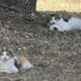Gattina randagia sparisce per giorni, poi torna alla ciotola di chi la accudiva Callie, gatta randagia sterilizzata dopo mesi di cure, è riapparsa dopo una settimana di assenza insieme ad altri due gatti. Per più di una settimana non si era fatta vedere. Nessun passaggio vicino alle ciotole, nessun rumore familiare, nessuna traccia nei punti in cui era solita comparire. Callie, una gatta tartarugata seguita da mesi da una volontaria, era sparita insieme ad altri due gatti randagi: Harlie e il piccolo Little Bit. La donna, abituata a nutrire quotidianamente un piccolo gruppo di felini senza casa, ha continuato ogni mattina a lasciare il cibo nello stesso punto. Lo faceva con la speranza di rivederli comparire, ma anche con la preoccupazione crescente per un’assenza troppo lunga. La gatta Callie e il piccolo gruppo di randagi Callie era una presenza conosciuta. Una madre attenta, già riuscita a crescere due cuccioli poi messi in stallo e adottati da famiglie disponibili ad accoglierli. Dopo mesi di tentativi, la volontaria era riuscita anche a prenderla per farla sterilizzare, un passaggio fondamentale per contenere nuove cucciolate e tutelare la salute della gatta. Nel gruppo c’era anche Harlie, maschio bianco e nero descritto come particolarmente furbo e difficile da catturare per la sterilizzazione. Ogni tentativo, fino a quel momento, si era concluso con una fuga. Di recente era comparso anche un nuovo micetto, molto piccolo, che Callie aveva iniziato ad accudire come se fosse suo. La volontaria lo aveva chiamato Little Bit, senza sapere ancora se fosse maschio o femmina. Un nome semplice, scelto per dare identità a un animale appena arrivato e già entrato nella routine delle cure quotidiane. Una settimana senza tracce Poi l’assenza improvvisa. Prima un giorno, poi due, poi un’intera settimana senza vedere nessuno dei tre. La donna ha continuato a preparare le ciotole, a controllare la zona e a chiamarli, sperando che fossero solo nascosti o che avessero trovato riparo altrove. Chi si occupa di gatti randagi conosce bene questa incertezza. Gli animali liberi possono spostarsi, cambiare rifugio, restare nascosti per paura o seguire fonti di cibo diverse. Ma quando una presenza abituale scompare di colpo, la preoccupazione diventa inevitabile. Il ritorno davanti alle ciotole La svolta è arrivata una mattina, mentre la volontaria stava sistemando ancora una volta il cibo. Accanto a lei è passato un movimento rapido, il colore inconfondibile del mantello tartarugato. Era Callie. La gatta è tornata senza clamore, andando direttamente verso la ciotola. Stava bene ed era di nuovo nel luogo in cui, per mesi, aveva trovato cibo e attenzione. Per la donna che l’aveva accudita, rivederla è stato un sollievo dopo giorni di attesa e timore. Restano ancora da ritrovare Harlie e Little Bit. La speranza, però, si è riaccesa proprio con il ritorno di Callie. La volontaria continuerà a lasciare cibo e a controllare la zona, confidando che anche gli altri due possano ricomparire. Il rientro della gatta conferma quanto sia delicato il lavoro di chi segue colonie e piccoli gruppi di randagi. Ogni animale mantiene la propria indipendenza, ma riconosce i luoghi in cui trova sicurezza. E, a volte, dopo giorni di silenzio, torna semplicemente alla sua ciotola.