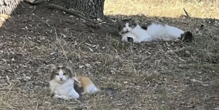 Gattina randagia sparisce per giorni, poi torna alla ciotola di chi la accudiva Callie, gatta randagia sterilizzata dopo mesi di cure, è riapparsa dopo una settimana di assenza insieme ad altri due gatti. Per più di una settimana non si era fatta vedere. Nessun passaggio vicino alle ciotole, nessun rumore familiare, nessuna traccia nei punti in cui era solita comparire. Callie, una gatta tartarugata seguita da mesi da una volontaria, era sparita insieme ad altri due gatti randagi: Harlie e il piccolo Little Bit. La donna, abituata a nutrire quotidianamente un piccolo gruppo di felini senza casa, ha continuato ogni mattina a lasciare il cibo nello stesso punto. Lo faceva con la speranza di rivederli comparire, ma anche con la preoccupazione crescente per un’assenza troppo lunga. La gatta Callie e il piccolo gruppo di randagi Callie era una presenza conosciuta. Una madre attenta, già riuscita a crescere due cuccioli poi messi in stallo e adottati da famiglie disponibili ad accoglierli. Dopo mesi di tentativi, la volontaria era riuscita anche a prenderla per farla sterilizzare, un passaggio fondamentale per contenere nuove cucciolate e tutelare la salute della gatta. Nel gruppo c’era anche Harlie, maschio bianco e nero descritto come particolarmente furbo e difficile da catturare per la sterilizzazione. Ogni tentativo, fino a quel momento, si era concluso con una fuga. Di recente era comparso anche un nuovo micetto, molto piccolo, che Callie aveva iniziato ad accudire come se fosse suo. La volontaria lo aveva chiamato Little Bit, senza sapere ancora se fosse maschio o femmina. Un nome semplice, scelto per dare identità a un animale appena arrivato e già entrato nella routine delle cure quotidiane. Una settimana senza tracce Poi l’assenza improvvisa. Prima un giorno, poi due, poi un’intera settimana senza vedere nessuno dei tre. La donna ha continuato a preparare le ciotole, a controllare la zona e a chiamarli, sperando che fossero solo nascosti o che avessero trovato riparo altrove. Chi si occupa di gatti randagi conosce bene questa incertezza. Gli animali liberi possono spostarsi, cambiare rifugio, restare nascosti per paura o seguire fonti di cibo diverse. Ma quando una presenza abituale scompare di colpo, la preoccupazione diventa inevitabile. Il ritorno davanti alle ciotole La svolta è arrivata una mattina, mentre la volontaria stava sistemando ancora una volta il cibo. Accanto a lei è passato un movimento rapido, il colore inconfondibile del mantello tartarugato. Era Callie. La gatta è tornata senza clamore, andando direttamente verso la ciotola. Stava bene ed era di nuovo nel luogo in cui, per mesi, aveva trovato cibo e attenzione. Per la donna che l’aveva accudita, rivederla è stato un sollievo dopo giorni di attesa e timore. Restano ancora da ritrovare Harlie e Little Bit. La speranza, però, si è riaccesa proprio con il ritorno di Callie. La volontaria continuerà a lasciare cibo e a controllare la zona, confidando che anche gli altri due possano ricomparire. Il rientro della gatta conferma quanto sia delicato il lavoro di chi segue colonie e piccoli gruppi di randagi. Ogni animale mantiene la propria indipendenza, ma riconosce i luoghi in cui trova sicurezza. E, a volte, dopo giorni di silenzio, torna semplicemente alla sua ciotola.