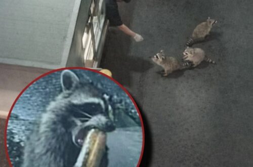 Licenziato dopo aver dato il cibo avanzato a una mamma procione e ai suoi piccoli Un dipendente è stato allontanato dal lavoro dopo aver nutrito una mamma procione con i suoi cuccioli usando cibo destinato alla spazzatura. Ogni sera, dopo la chiusura del locale, una mamma procione arrivava con i suoi due piccoli. Non facevano confusione, non entravano nel ristorante, non disturbavano i clienti. Restavano in fila ad aspettare, nello stesso punto, finché un dipendente non usciva con il cibo che altrimenti sarebbe finito tra i rifiuti. Per lui era diventata una piccola abitudine di fine turno. Un gesto semplice, compiuto lontano dal servizio e senza cercare attenzione. Prima di buttare gli avanzi, ne conservava una parte per quegli animali che ormai sembravano conoscere l’orario e il luogo esatto in cui presentarsi. La scena era stata notata anche da alcuni clienti. Molti l’avevano interpretata come un gesto di cura, uno di quei momenti ordinari che passano quasi inosservati ma raccontano molto di una persona. Per settimane nessuno aveva segnalato problemi. Procioni nutriti con il cibo avanzato, poi la segnalazione La situazione è cambiata dopo la lamentela di un cliente del drive-thru, infastidito dall’attesa. La direzione ha deciso di visionare le immagini delle telecamere interne per ricostruire quanto accaduto durante il turno. Nei filmati è emersa anche la consuetudine del dipendente: il cibo messo da parte, l’uscita dopo la chiusura, la mamma procione con i due piccoli in attesa. Quello che per alcuni era solo un gesto di attenzione verso animali affamati è stato valutato dall’azienda come una violazione delle regole interne. La conseguenza è stata immediata. Il lavoratore è stato licenziato. Il video dei procioni e la reazione dopo il licenziamento Poco dopo, le immagini dei procioni in fila sono state diffuse e la storia ha iniziato a circolare rapidamente, attirando molte reazioni di solidarietà nei confronti del dipendente. Il filmato mostrava gli animali fermi ad aspettare, ordinati, mentre ricevevano il cibo che altrimenti sarebbe stato gettato. La vicenda ha aperto una discussione sul confine tra rispetto delle procedure aziendali e buon senso personale. Da un lato le regole del locale, dall’altro un gesto fatto fuori dall’orario di servizio e con alimenti destinati alla spazzatura. Interpellato sul motivo per cui avesse continuato a farlo, nonostante il rischio, l’uomo ha dato una spiegazione semplice. Non se la sentiva di ignorare animali affamati che ogni sera tornavano nello stesso punto. Per la direzione quella condotta ha portato alla fine del rapporto di lavoro. Per molti altri, invece, resta l’immagine di una scelta fatta senza tornaconto: prendere ciò che sarebbe stato buttato e offrirlo a una mamma procione con i suoi piccoli, in attesa dietro un locale chiuso.
