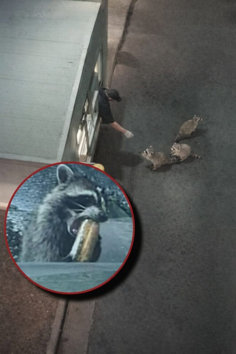 Licenziato dopo aver dato il cibo avanzato a una mamma procione e ai suoi piccoli Un dipendente è stato allontanato dal lavoro dopo aver nutrito una mamma procione con i suoi cuccioli usando cibo destinato alla spazzatura. Ogni sera, dopo la chiusura del locale, una mamma procione arrivava con i suoi due piccoli. Non facevano confusione, non entravano nel ristorante, non disturbavano i clienti. Restavano in fila ad aspettare, nello stesso punto, finché un dipendente non usciva con il cibo che altrimenti sarebbe finito tra i rifiuti. Per lui era diventata una piccola abitudine di fine turno. Un gesto semplice, compiuto lontano dal servizio e senza cercare attenzione. Prima di buttare gli avanzi, ne conservava una parte per quegli animali che ormai sembravano conoscere l’orario e il luogo esatto in cui presentarsi. La scena era stata notata anche da alcuni clienti. Molti l’avevano interpretata come un gesto di cura, uno di quei momenti ordinari che passano quasi inosservati ma raccontano molto di una persona. Per settimane nessuno aveva segnalato problemi. Procioni nutriti con il cibo avanzato, poi la segnalazione La situazione è cambiata dopo la lamentela di un cliente del drive-thru, infastidito dall’attesa. La direzione ha deciso di visionare le immagini delle telecamere interne per ricostruire quanto accaduto durante il turno. Nei filmati è emersa anche la consuetudine del dipendente: il cibo messo da parte, l’uscita dopo la chiusura, la mamma procione con i due piccoli in attesa. Quello che per alcuni era solo un gesto di attenzione verso animali affamati è stato valutato dall’azienda come una violazione delle regole interne. La conseguenza è stata immediata. Il lavoratore è stato licenziato. Il video dei procioni e la reazione dopo il licenziamento Poco dopo, le immagini dei procioni in fila sono state diffuse e la storia ha iniziato a circolare rapidamente, attirando molte reazioni di solidarietà nei confronti del dipendente. Il filmato mostrava gli animali fermi ad aspettare, ordinati, mentre ricevevano il cibo che altrimenti sarebbe stato gettato. La vicenda ha aperto una discussione sul confine tra rispetto delle procedure aziendali e buon senso personale. Da un lato le regole del locale, dall’altro un gesto fatto fuori dall’orario di servizio e con alimenti destinati alla spazzatura. Interpellato sul motivo per cui avesse continuato a farlo, nonostante il rischio, l’uomo ha dato una spiegazione semplice. Non se la sentiva di ignorare animali affamati che ogni sera tornavano nello stesso punto. Per la direzione quella condotta ha portato alla fine del rapporto di lavoro. Per molti altri, invece, resta l’immagine di una scelta fatta senza tornaconto: prendere ciò che sarebbe stato buttato e offrirlo a una mamma procione con i suoi piccoli, in attesa dietro un locale chiuso.