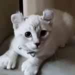 Zampe grandi e orecchie piegate: il gattino che nessuno voleva ora ha casa