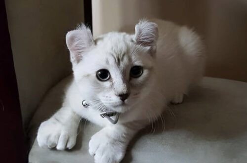 Un gattino considerato “diverso” dai visitatori è stato adottato da una persona che ha scelto di guardare oltre l’apparenza.