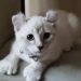 Un gattino considerato “diverso” dai visitatori è stato adottato da una persona che ha scelto di guardare oltre l’apparenza.