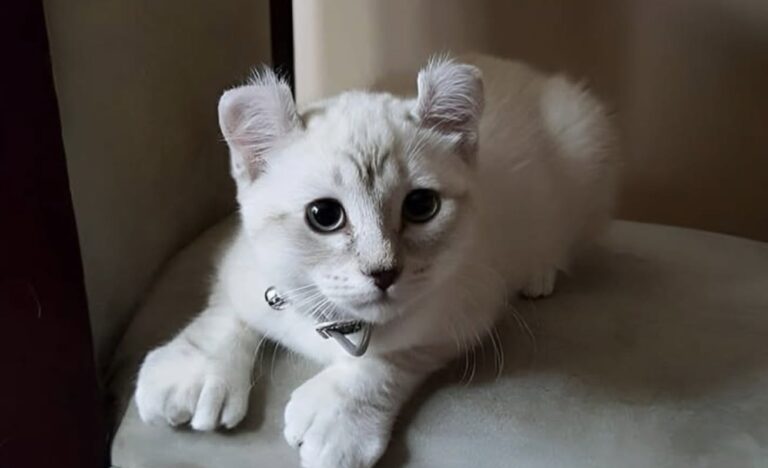 Un gattino considerato “diverso” dai visitatori è stato adottato da una persona che ha scelto di guardare oltre l’apparenza.