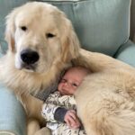 Neonato arriva in casa, il cane Max diventa il suo primo guardiano