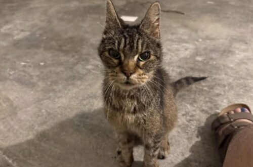 Cucciolo affidato al rifugio dopo 24 ore: la scelta difficile per garantirgli cure Una famiglia ha consegnato un cucciolo al rifugio perché non poteva sostenere le spese veterinarie d’urgenza. È bastato un giorno per creare un legame forte, ma anche per capire che il cucciolo aveva bisogno di cure immediate. Le sue condizioni richiedevano una visita veterinaria e probabilmente un intervento rapido, ma la famiglia che lo aveva accolto non poteva permettersi le spese di un’emergenza. Di fronte a quella situazione, la decisione è stata dolorosa. Tenerlo senza poter garantire le cure necessarie avrebbe significato esporlo a un rischio maggiore. Per questo la famiglia ha scelto di affidarlo a un rifugio, l’unico disponibile quel giorno ad accettare nuovi animali. Il cucciolo affidato al rifugio per le cure La scelta non è arrivata con leggerezza. Dopo appena 24 ore insieme, separarsi da lui è stato vissuto come un distacco improvviso e pesante. Chi lo aveva accolto ha raccontato di aver pianto a lungo, consapevole di aver preso una decisione dettata non dalla mancanza di affetto, ma dalla necessità di metterlo in mani più attrezzate. Il rifugio rappresentava l’unica possibilità concreta per farlo visitare, monitorare e inserire in un percorso di assistenza. In situazioni simili, le strutture possono attivare controlli veterinari, valutare le condizioni dell’animale e cercare una sistemazione adeguata. Il senso di colpa, però, è rimasto. La famiglia continua a pensare al cucciolo, anche se sa di aver scelto l’opzione più responsabile tra quelle disponibili. Una separazione dopo appena 24 ore Il tempo trascorso insieme è stato breve, ma sufficiente per lasciare un segno. Un animale fragile, accolto anche solo per una notte, può entrare rapidamente nella quotidianità di chi prova ad aiutarlo. Per questo la separazione diventa difficile anche quando è necessaria. In questo caso, il punto centrale non è stato rinunciare al cucciolo, ma permettergli di ricevere cure che altrimenti non sarebbero state possibili. La famiglia non lo ha lasciato senza aiuto: ha cercato il luogo che poteva offrirgli una possibilità concreta. Il dolore resta, ma non cancella il valore del gesto. Quelle 24 ore sono state comunque importanti: hanno evitato che il cucciolo restasse senza attenzione e hanno aperto per lui una strada verso assistenza, protezione e, si spera, una futura adozione. Una scelta dolorosa ma responsabile Affidare un animale a un rifugio può essere una decisione molto pesante, soprattutto quando nasce da difficoltà economiche e non dalla mancanza di volontà. Le cure veterinarie d’urgenza possono avere costi elevati e non tutte le famiglie riescono ad affrontarli nell’immediato. Per questo, quando non è possibile garantire assistenza diretta, rivolgersi a una struttura può diventare l’unica soluzione per tutelare davvero l’animale. Il cucciolo, in questo caso, è stato consegnato perché potesse ricevere l’aiuto di cui aveva bisogno. La famiglia lo ha avuto con sé solo per un giorno, ma quel breve incontro ha avuto un peso profondo. Non sempre salvare significa poter tenere. A volte significa riconoscere i propri limiti e scegliere chi può offrire cure migliori.