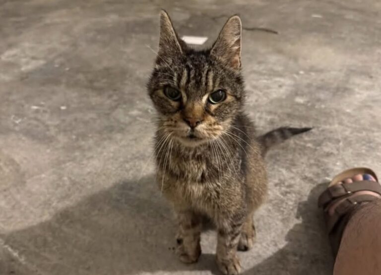 Cucciolo affidato al rifugio dopo 24 ore: la scelta difficile per garantirgli cure Una famiglia ha consegnato un cucciolo al rifugio perché non poteva sostenere le spese veterinarie d’urgenza. È bastato un giorno per creare un legame forte, ma anche per capire che il cucciolo aveva bisogno di cure immediate. Le sue condizioni richiedevano una visita veterinaria e probabilmente un intervento rapido, ma la famiglia che lo aveva accolto non poteva permettersi le spese di un’emergenza. Di fronte a quella situazione, la decisione è stata dolorosa. Tenerlo senza poter garantire le cure necessarie avrebbe significato esporlo a un rischio maggiore. Per questo la famiglia ha scelto di affidarlo a un rifugio, l’unico disponibile quel giorno ad accettare nuovi animali. Il cucciolo affidato al rifugio per le cure La scelta non è arrivata con leggerezza. Dopo appena 24 ore insieme, separarsi da lui è stato vissuto come un distacco improvviso e pesante. Chi lo aveva accolto ha raccontato di aver pianto a lungo, consapevole di aver preso una decisione dettata non dalla mancanza di affetto, ma dalla necessità di metterlo in mani più attrezzate. Il rifugio rappresentava l’unica possibilità concreta per farlo visitare, monitorare e inserire in un percorso di assistenza. In situazioni simili, le strutture possono attivare controlli veterinari, valutare le condizioni dell’animale e cercare una sistemazione adeguata. Il senso di colpa, però, è rimasto. La famiglia continua a pensare al cucciolo, anche se sa di aver scelto l’opzione più responsabile tra quelle disponibili. Una separazione dopo appena 24 ore Il tempo trascorso insieme è stato breve, ma sufficiente per lasciare un segno. Un animale fragile, accolto anche solo per una notte, può entrare rapidamente nella quotidianità di chi prova ad aiutarlo. Per questo la separazione diventa difficile anche quando è necessaria. In questo caso, il punto centrale non è stato rinunciare al cucciolo, ma permettergli di ricevere cure che altrimenti non sarebbero state possibili. La famiglia non lo ha lasciato senza aiuto: ha cercato il luogo che poteva offrirgli una possibilità concreta. Il dolore resta, ma non cancella il valore del gesto. Quelle 24 ore sono state comunque importanti: hanno evitato che il cucciolo restasse senza attenzione e hanno aperto per lui una strada verso assistenza, protezione e, si spera, una futura adozione. Una scelta dolorosa ma responsabile Affidare un animale a un rifugio può essere una decisione molto pesante, soprattutto quando nasce da difficoltà economiche e non dalla mancanza di volontà. Le cure veterinarie d’urgenza possono avere costi elevati e non tutte le famiglie riescono ad affrontarli nell’immediato. Per questo, quando non è possibile garantire assistenza diretta, rivolgersi a una struttura può diventare l’unica soluzione per tutelare davvero l’animale. Il cucciolo, in questo caso, è stato consegnato perché potesse ricevere l’aiuto di cui aveva bisogno. La famiglia lo ha avuto con sé solo per un giorno, ma quel breve incontro ha avuto un peso profondo. Non sempre salvare significa poter tenere. A volte significa riconoscere i propri limiti e scegliere chi può offrire cure migliori.