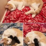 Gattina randagia entra in casa per la notte e poche ore dopo partorisce tre cuccioli