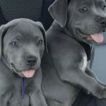 Vanno al rifugio per adottare un cucciolo, tornano a casa con due fratellini inseparabili