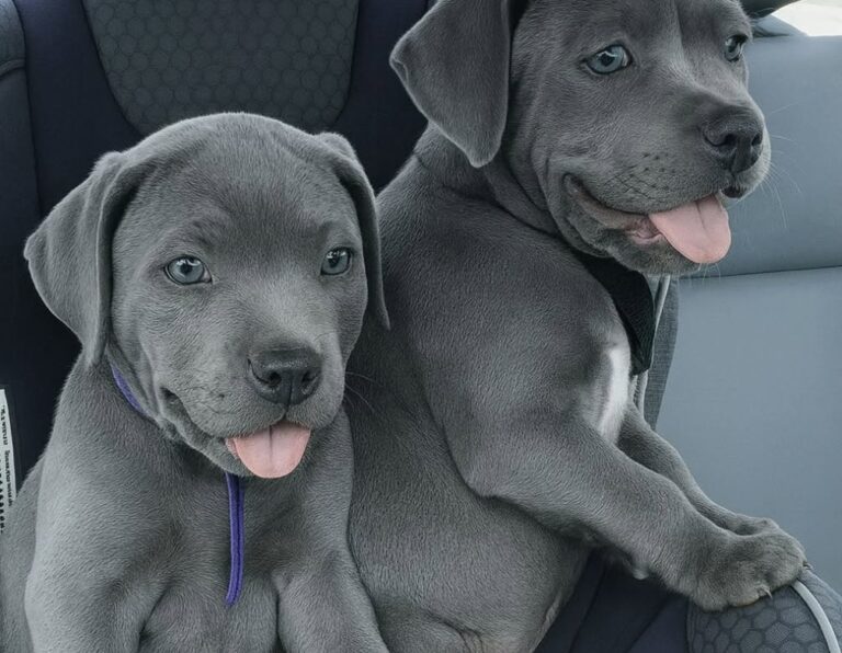 Vanno al rifugio per adottare un cucciolo, tornano a casa con due fratellini inseparabili Due cuccioli rimasti senza mamma dopo un incidente sono stati adottati insieme da una coppia che non ha voluto separarli. Erano entrati nel rifugio con un’idea precisa: adottare un solo cucciolo. Una scelta già importante, preparata con emozione e responsabilità. Ma davanti a quei due fratellini appena arrivati in struttura, ogni piano è cambiato. I piccoli, due cuccioli di pittie, avevano perso la mamma in un tragico incidente. Quando la coppia è entrata nel box, li ha trovati spaventati, stretti l’uno all’altra, come se quel contatto fosse l’unica cosa rimasta dopo tutto ciò che avevano vissuto. Tremavano, si cercavano, restavano vicini senza mai separarsi. I due cuccioli adottati insieme dopo il rifugio La coppia avrebbe dovuto sceglierne uno. Era quello il progetto iniziale: portare a casa un cucciolo, occuparsi di lui, offrirgli una famiglia stabile. Ma la scena davanti ai loro occhi ha reso quella decisione molto più difficile. Separare due cuccioli che avevano già perso la madre e che in quel momento trovavano conforto solo l’uno nell’altra sarebbe stato troppo doloroso. Non si trattava soltanto di scegliere un animale da adottare, ma di valutare il legame tra due fratellini rimasti improvvisamente senza punti di riferimento. Alla fine, la decisione è arrivata senza bisogno di molte parole. La coppia ha firmato i documenti per entrambi. Nessuna separazione, nessun distacco davanti al box. I due cuccioli avrebbero lasciato il rifugio insieme. Il viaggio verso la nuova casa La foto scattata in macchina, subito dopo l’adozione, racconta il primo momento fuori dalla struttura. I due piccoli erano ancora vicini, ancora intimoriti, ma finalmente al sicuro. Non più il box, non più l’incertezza, non più l’attesa di qualcuno disposto a guardarli davvero. Il viaggio verso casa ha segnato l’inizio di una nuova fase. Da cuccioli rimasti senza la mamma a membri di una famiglia pronta ad accoglierli entrambi. Per loro, restare insieme significa poter affrontare il cambiamento con una presenza familiare accanto. Nelle prime ore dopo un’adozione, soprattutto per animali così giovani e già segnati da una perdita, la stabilità è fondamentale. Una casa, una routine, cibo, riposo e attenzioni possono aiutare a trasformare la paura in fiducia. Una scelta nata davanti al box La coppia era entrata nel rifugio pensando a un solo cane, ma ne è uscita con due vite da proteggere. Una scelta più impegnativa, certo, ma anche coerente con ciò che aveva visto: due fratellini che non chiedevano molto, se non la possibilità di restare insieme. La loro storia mostra quanto un’adozione possa cambiare direzione in pochi minuti. A volte sono i bisogni dell’animale a modificare i programmi di chi arriva con un’idea già definita. Per questi due cuccioli, quel giorno ha significato non perdere anche l’unico legame rimasto. Sono saliti in auto insieme e insieme hanno iniziato il viaggio verso una casa dove non dovranno più affrontare la paura da soli.