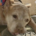 Va al rifugio solo per guardare, poi adotta Buddy: il vecchio pitbull che aspettava casa