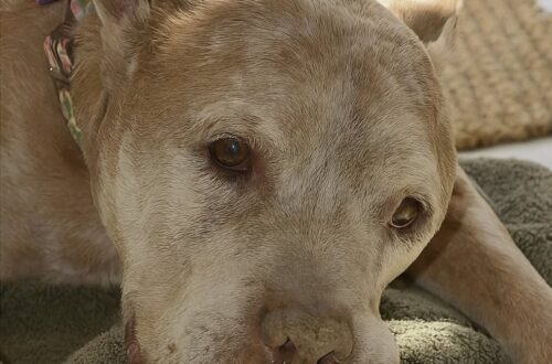 Un pitbull anziano ha conquistato una coppia durante una visita al rifugio: oggi Buddy è diventato parte della famiglia.