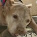 Un pitbull anziano ha conquistato una coppia durante una visita al rifugio: oggi Buddy è diventato parte della famiglia.