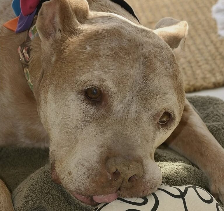 Un pitbull anziano ha conquistato una coppia durante una visita al rifugio: oggi Buddy è diventato parte della famiglia.