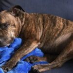 Cagnolina cerca riparo durante il temporale e trova una nuova casa
