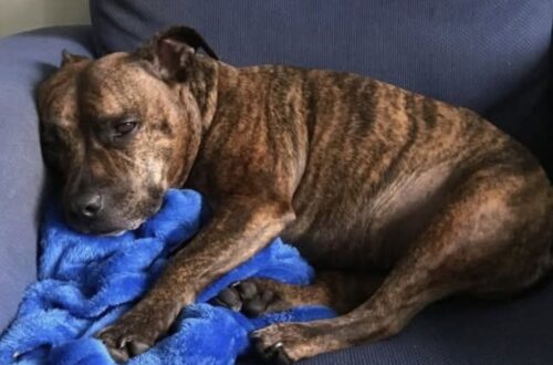 Una cagnolina randagia è comparsa sotto la pioggia davanti a una porta: chi l’ha accolta ha deciso di adottarla.
