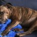 Una cagnolina randagia è comparsa sotto la pioggia davanti a una porta: chi l’ha accolta ha deciso di adottarla.