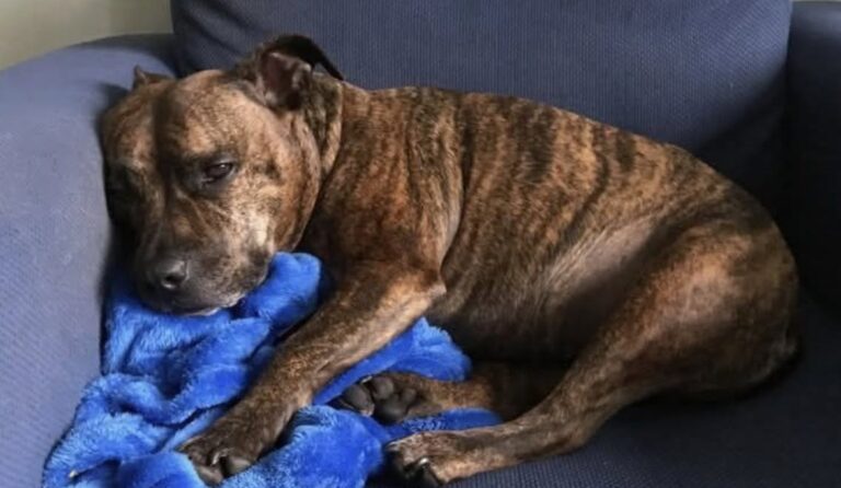 Una cagnolina randagia è comparsa sotto la pioggia davanti a una porta: chi l’ha accolta ha deciso di adottarla.