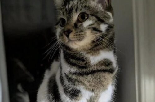 Gatto dal mantello insolito scelto al rifugio: l’adozione nasce da uno sguardo Un gatto dall’aspetto particolare è stato adottato dopo giorni di visite al rifugio: oggi è diventato parte della famiglia. Per giorni aveva visitato il rifugio passando davanti a una gabbia dopo l’altra, osservando i tanti animali in attesa di una casa. Cercava un incontro, forse senza sapere davvero quale. Poi, davanti a un gatto dal mantello segnato da strisce particolari, qualcosa è cambiato. Non era il classico cucciolo che corre subito incontro ai visitatori. Aveva un aspetto diverso, uno sguardo leggermente insolito e un pelo dal disegno quasi selvatico. Proprio quella diversità, però, ha attirato l’attenzione di chi lo stava osservando. Quando i loro occhi si sono incrociati, la sensazione è stata immediata: quel gatto sembrava chiedere di essere visto davvero, oltre l’apparenza. Il gatto scelto al rifugio All’inizio l’animale è rimasto prudente. Non si è avvicinato subito, non ha cercato contatto in modo diretto, non si è lasciato prendere dall’entusiasmo del momento. Sembrava voler capire chi avesse davanti, con la cautela tipica di molti gatti che hanno già imparato a misurare le distanze. Poi, poco alla volta, ha fatto il primo passo. Si è avvicinato con calma e ha appoggiato la testa contro la mano della persona che era lì per conoscerlo. Un gesto semplice, ma sufficiente a cambiare tutto. In quel momento la scelta era ormai chiara: quel gatto sarebbe uscito dal rifugio con una nuova famiglia. L’arrivo a casa e il legame nato piano L’adozione è avvenuta lo stesso giorno. Portarlo a casa ha significato offrirgli un nuovo spazio, nuovi odori, nuove abitudini e soprattutto il tempo necessario per sentirsi al sicuro. Il suo aspetto, inizialmente notato per la particolarità del mantello e degli occhi, è diventato presto solo una parte della sua identità. Ciò che contava davvero era il carattere: riservato, dolce, capace di avvicinarsi con delicatezza quando si sentiva pronto. Ogni giorno quel gatto ha mostrato qualcosa in più. Ha imparato a fidarsi, a cercare presenza, a trasformare la casa in un luogo familiare. Una diversità diventata unicità Oggi chi lo ha adottato non guarda più quelle strisce insolite come un dettaglio strano, ma come il segno di ciò che lo rende unico. Il gatto che al rifugio poteva sembrare diverso dagli altri è diventato una presenza indispensabile. La sua storia racconta una forma di adozione spesso sottovalutata: quella degli animali che non attirano subito l’attenzione in modo evidente, ma che sanno costruire un legame profondo quando qualcuno si ferma davvero a guardarli. Non è più un gatto in attesa dietro una gabbia. È casa, abitudine, compagnia quotidiana. È famiglia.