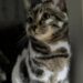 Gatto dal mantello insolito scelto al rifugio: l’adozione nasce da uno sguardo Un gatto dall’aspetto particolare è stato adottato dopo giorni di visite al rifugio: oggi è diventato parte della famiglia. Per giorni aveva visitato il rifugio passando davanti a una gabbia dopo l’altra, osservando i tanti animali in attesa di una casa. Cercava un incontro, forse senza sapere davvero quale. Poi, davanti a un gatto dal mantello segnato da strisce particolari, qualcosa è cambiato. Non era il classico cucciolo che corre subito incontro ai visitatori. Aveva un aspetto diverso, uno sguardo leggermente insolito e un pelo dal disegno quasi selvatico. Proprio quella diversità, però, ha attirato l’attenzione di chi lo stava osservando. Quando i loro occhi si sono incrociati, la sensazione è stata immediata: quel gatto sembrava chiedere di essere visto davvero, oltre l’apparenza. Il gatto scelto al rifugio All’inizio l’animale è rimasto prudente. Non si è avvicinato subito, non ha cercato contatto in modo diretto, non si è lasciato prendere dall’entusiasmo del momento. Sembrava voler capire chi avesse davanti, con la cautela tipica di molti gatti che hanno già imparato a misurare le distanze. Poi, poco alla volta, ha fatto il primo passo. Si è avvicinato con calma e ha appoggiato la testa contro la mano della persona che era lì per conoscerlo. Un gesto semplice, ma sufficiente a cambiare tutto. In quel momento la scelta era ormai chiara: quel gatto sarebbe uscito dal rifugio con una nuova famiglia. L’arrivo a casa e il legame nato piano L’adozione è avvenuta lo stesso giorno. Portarlo a casa ha significato offrirgli un nuovo spazio, nuovi odori, nuove abitudini e soprattutto il tempo necessario per sentirsi al sicuro. Il suo aspetto, inizialmente notato per la particolarità del mantello e degli occhi, è diventato presto solo una parte della sua identità. Ciò che contava davvero era il carattere: riservato, dolce, capace di avvicinarsi con delicatezza quando si sentiva pronto. Ogni giorno quel gatto ha mostrato qualcosa in più. Ha imparato a fidarsi, a cercare presenza, a trasformare la casa in un luogo familiare. Una diversità diventata unicità Oggi chi lo ha adottato non guarda più quelle strisce insolite come un dettaglio strano, ma come il segno di ciò che lo rende unico. Il gatto che al rifugio poteva sembrare diverso dagli altri è diventato una presenza indispensabile. La sua storia racconta una forma di adozione spesso sottovalutata: quella degli animali che non attirano subito l’attenzione in modo evidente, ma che sanno costruire un legame profondo quando qualcuno si ferma davvero a guardarli. Non è più un gatto in attesa dietro una gabbia. È casa, abitudine, compagnia quotidiana. È famiglia.