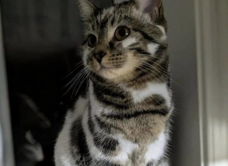 Gatto dal mantello insolito scelto al rifugio: l’adozione nasce da uno sguardo Un gatto dall’aspetto particolare è stato adottato dopo giorni di visite al rifugio: oggi è diventato parte della famiglia. Per giorni aveva visitato il rifugio passando davanti a una gabbia dopo l’altra, osservando i tanti animali in attesa di una casa. Cercava un incontro, forse senza sapere davvero quale. Poi, davanti a un gatto dal mantello segnato da strisce particolari, qualcosa è cambiato. Non era il classico cucciolo che corre subito incontro ai visitatori. Aveva un aspetto diverso, uno sguardo leggermente insolito e un pelo dal disegno quasi selvatico. Proprio quella diversità, però, ha attirato l’attenzione di chi lo stava osservando. Quando i loro occhi si sono incrociati, la sensazione è stata immediata: quel gatto sembrava chiedere di essere visto davvero, oltre l’apparenza. Il gatto scelto al rifugio All’inizio l’animale è rimasto prudente. Non si è avvicinato subito, non ha cercato contatto in modo diretto, non si è lasciato prendere dall’entusiasmo del momento. Sembrava voler capire chi avesse davanti, con la cautela tipica di molti gatti che hanno già imparato a misurare le distanze. Poi, poco alla volta, ha fatto il primo passo. Si è avvicinato con calma e ha appoggiato la testa contro la mano della persona che era lì per conoscerlo. Un gesto semplice, ma sufficiente a cambiare tutto. In quel momento la scelta era ormai chiara: quel gatto sarebbe uscito dal rifugio con una nuova famiglia. L’arrivo a casa e il legame nato piano L’adozione è avvenuta lo stesso giorno. Portarlo a casa ha significato offrirgli un nuovo spazio, nuovi odori, nuove abitudini e soprattutto il tempo necessario per sentirsi al sicuro. Il suo aspetto, inizialmente notato per la particolarità del mantello e degli occhi, è diventato presto solo una parte della sua identità. Ciò che contava davvero era il carattere: riservato, dolce, capace di avvicinarsi con delicatezza quando si sentiva pronto. Ogni giorno quel gatto ha mostrato qualcosa in più. Ha imparato a fidarsi, a cercare presenza, a trasformare la casa in un luogo familiare. Una diversità diventata unicità Oggi chi lo ha adottato non guarda più quelle strisce insolite come un dettaglio strano, ma come il segno di ciò che lo rende unico. Il gatto che al rifugio poteva sembrare diverso dagli altri è diventato una presenza indispensabile. La sua storia racconta una forma di adozione spesso sottovalutata: quella degli animali che non attirano subito l’attenzione in modo evidente, ma che sanno costruire un legame profondo quando qualcuno si ferma davvero a guardarli. Non è più un gatto in attesa dietro una gabbia. È casa, abitudine, compagnia quotidiana. È famiglia.