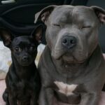 Pitbull cieco abbandonato in strada con il suo piccolo compagno: salvati insieme