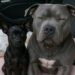 Un pitbull cieco e un cane più piccolo sono stati trovati sul ciglio della strada e portati al sicuro.