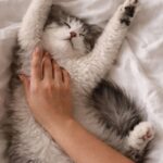 Dormire con i gatti nel letto, la risposta di chi li considera parte della famiglia
