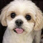Cagnolino salvato all’ultimo momento dal rifugio: era rimasto solo nella gabbia